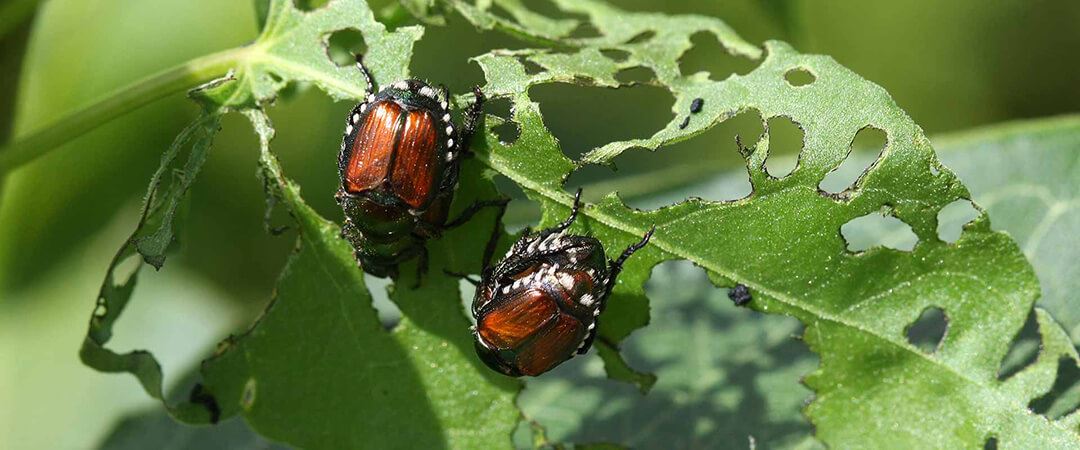 How Can Insects Harm Trees In Portland Yards? - General Tree Service Blog